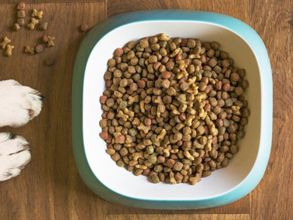 thumbnail of 4 House Training Hacks for Your New Pet